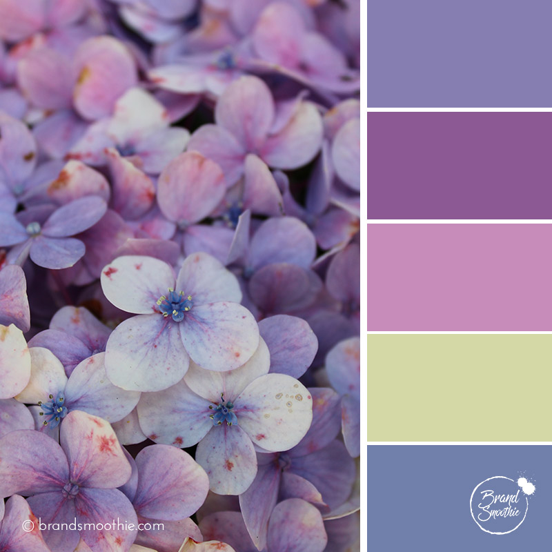 BS-colour-palette-purple-petals