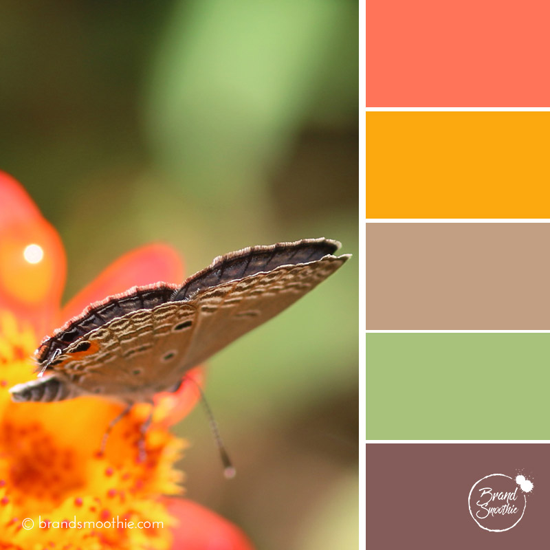 bs-colour-palette-orange-butterfly